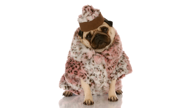 Illustration for article titled Assorted Pastries Until The Pug Dressed As An Old Lady Arrives?